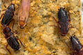 Turkestan cockroaches (Shelfordella lateralis)