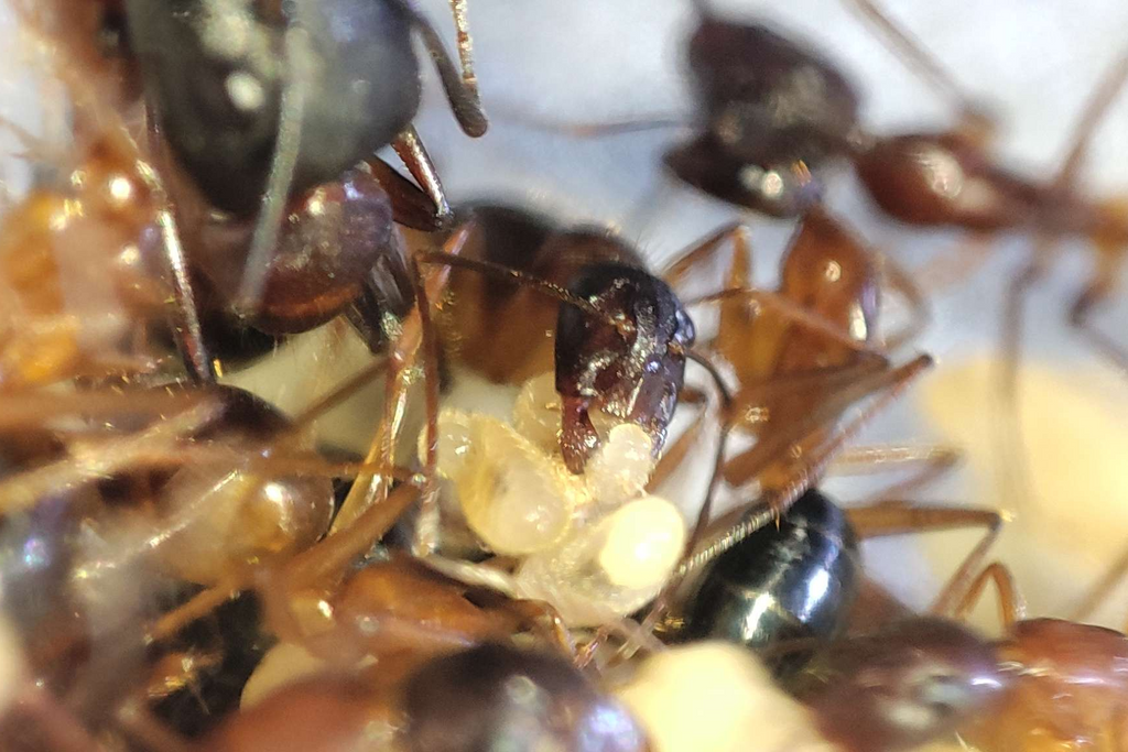 Camponotus pilicornis