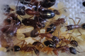 Camponotus pilicornis