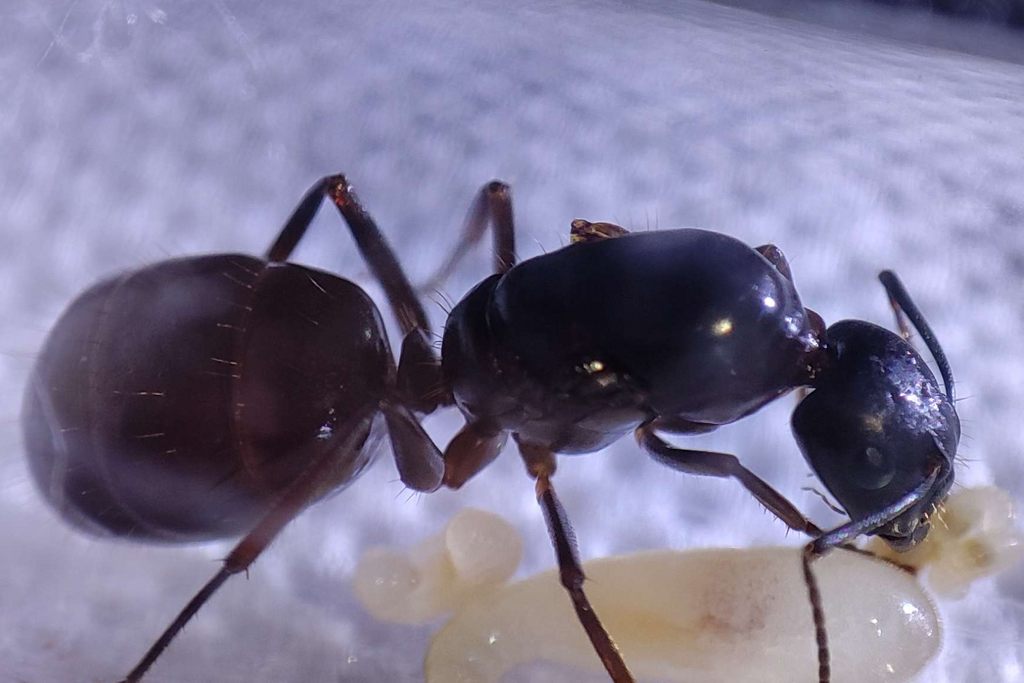 Camponotus sylvaticus