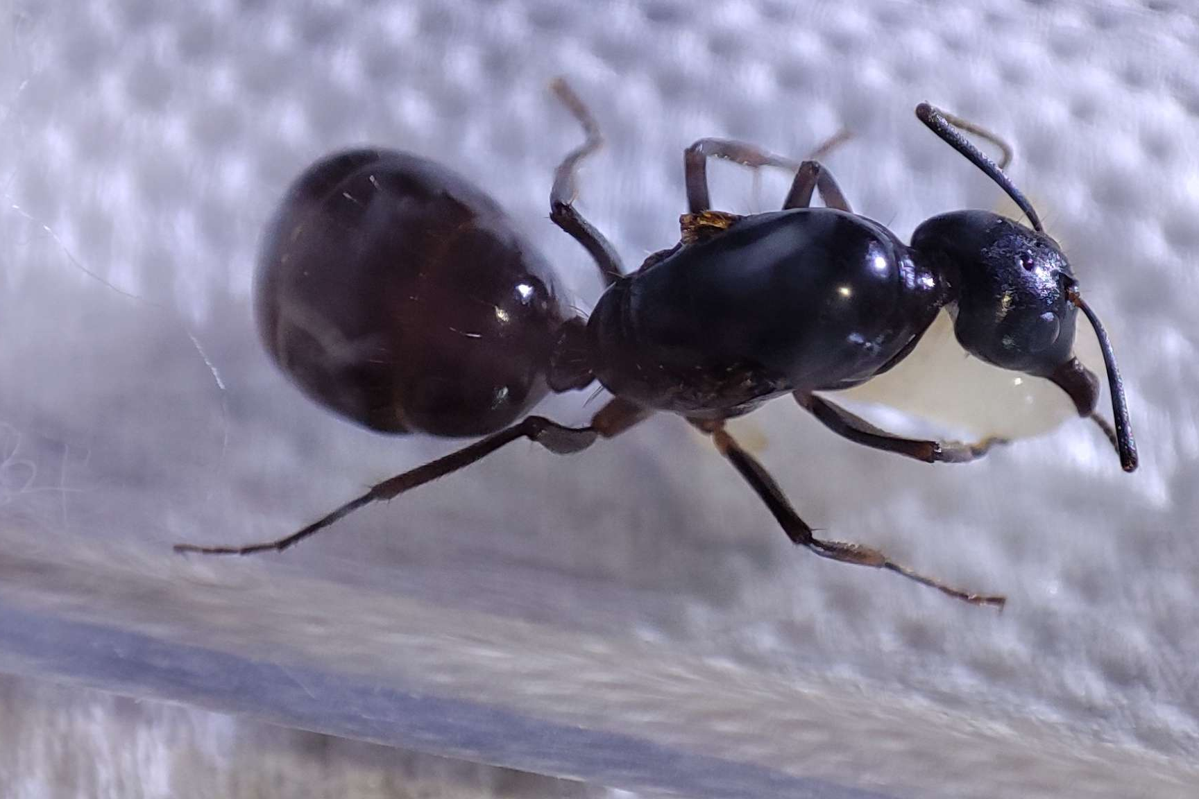 Camponotus sylvaticus