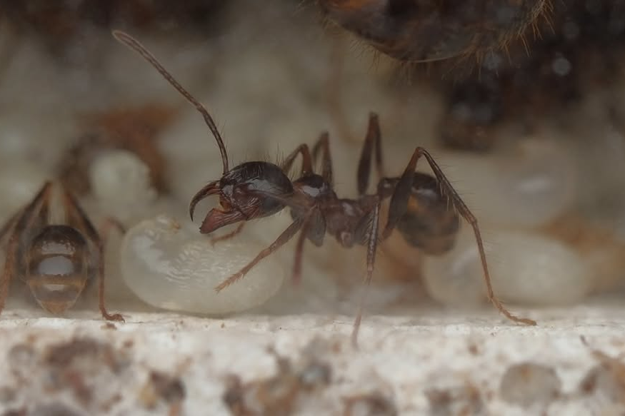 Pheidole ocellata