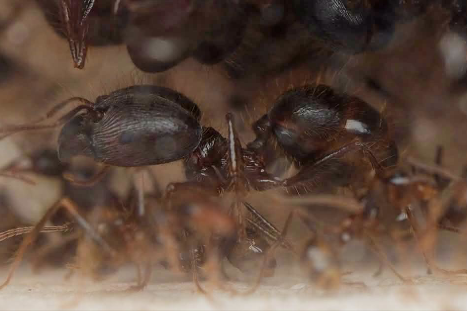 Pheidole ocellata