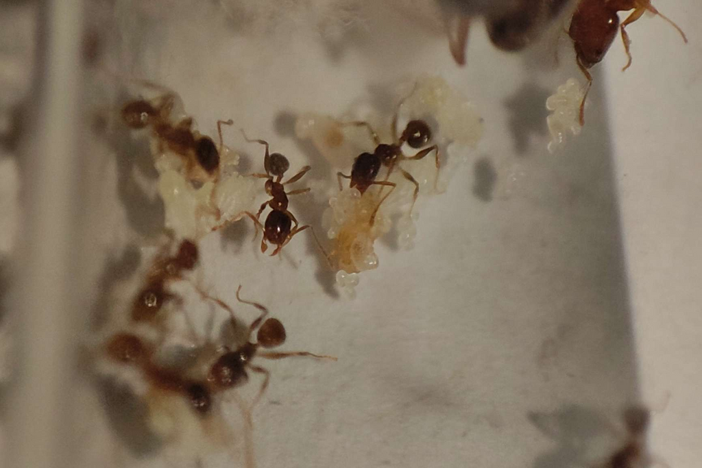 Pheidole pallidula