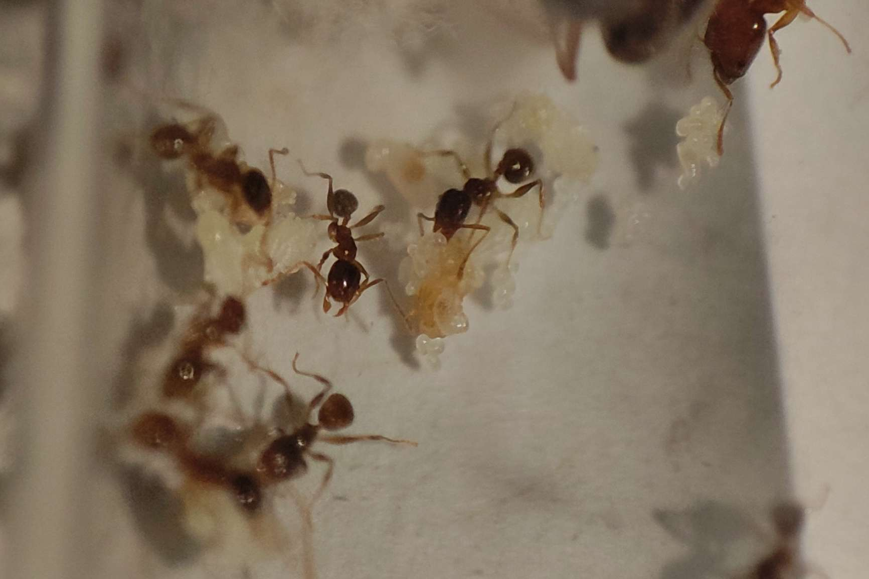 Pheidole pallidula