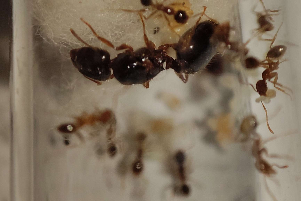 Pheidole pallidula