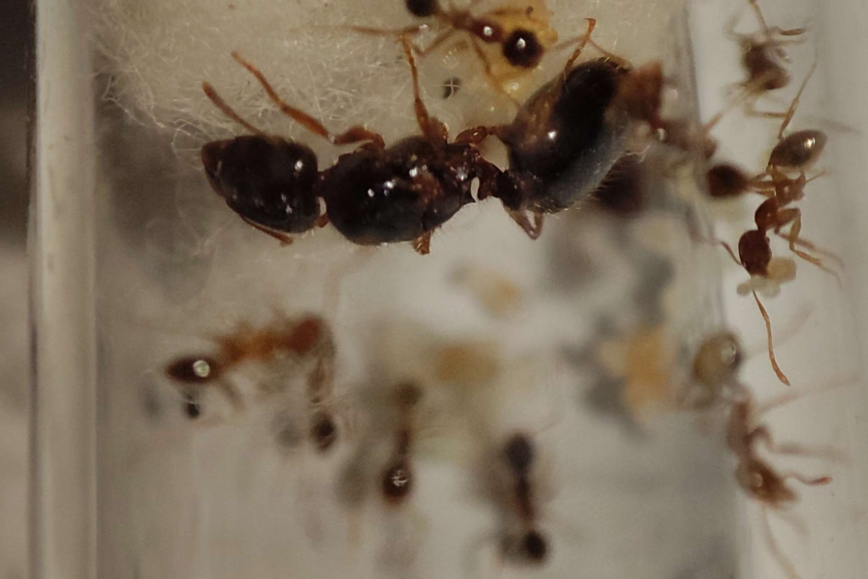 Pheidole pallidula