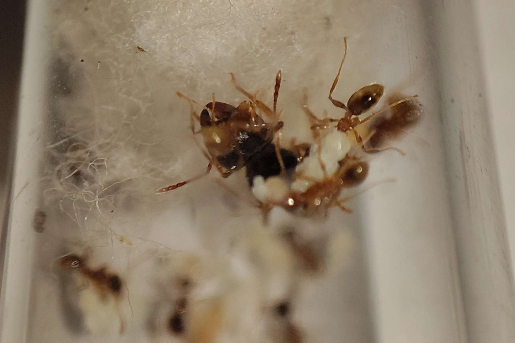 Pheidole pallidula