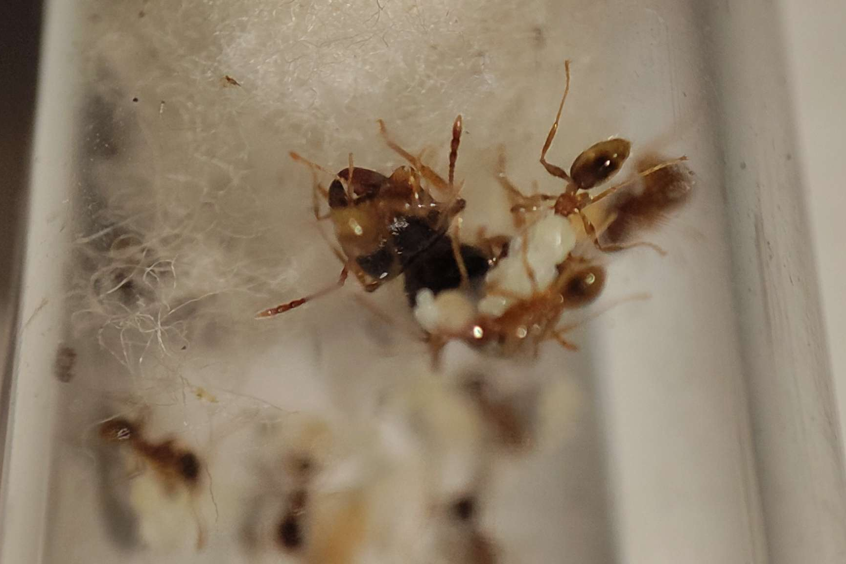 Pheidole pallidula