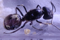 Camponotus sp. "chinensis"