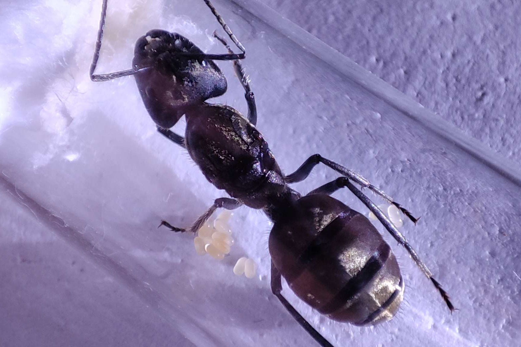 Camponotus sp. "chinensis"