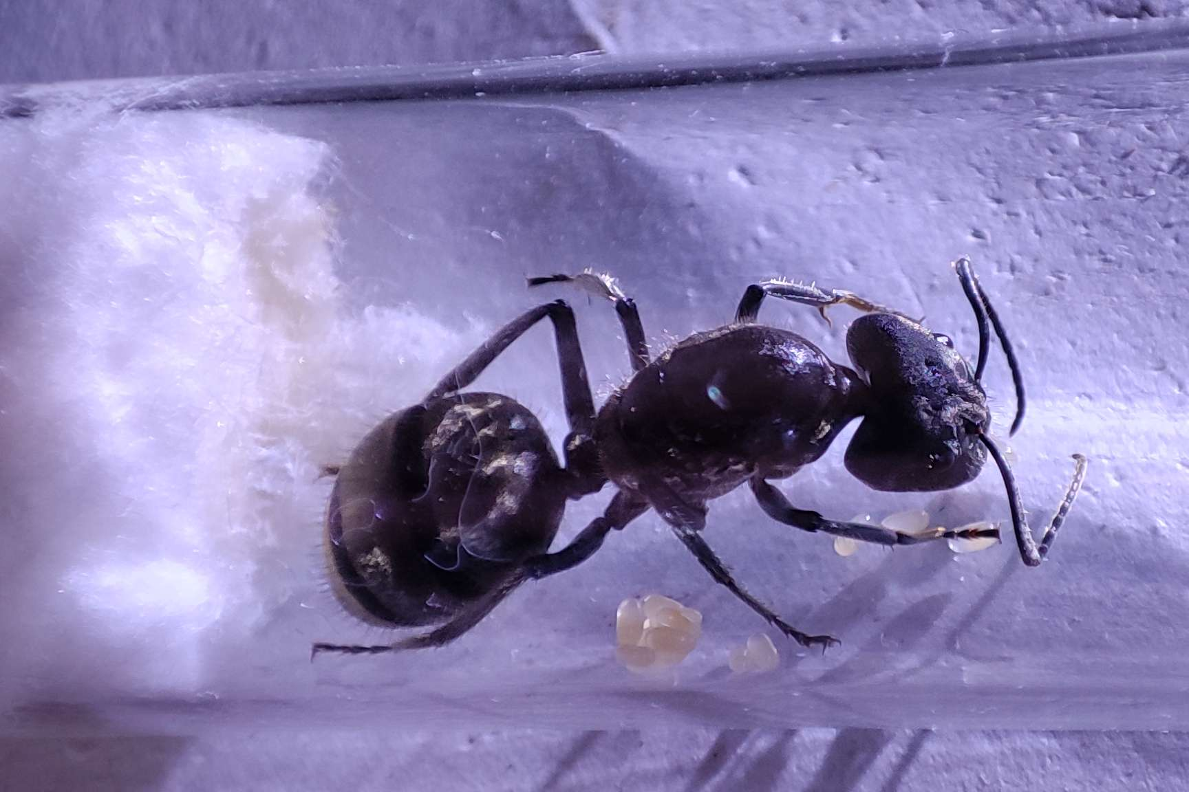 Camponotus sp. "chinensis"