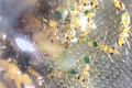 Gesomyrmex howardi