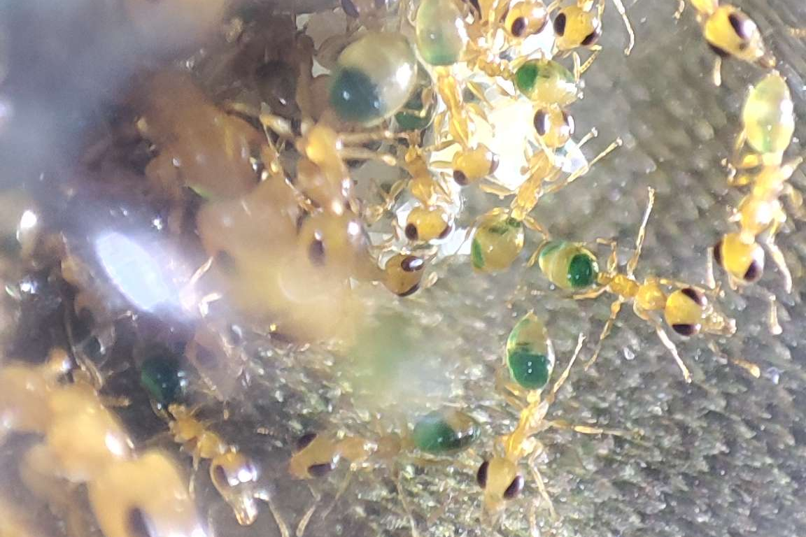 Gesomyrmex howardi