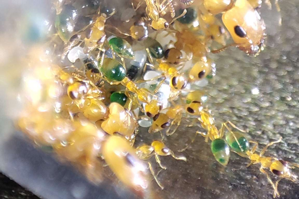 Gesomyrmex howardi