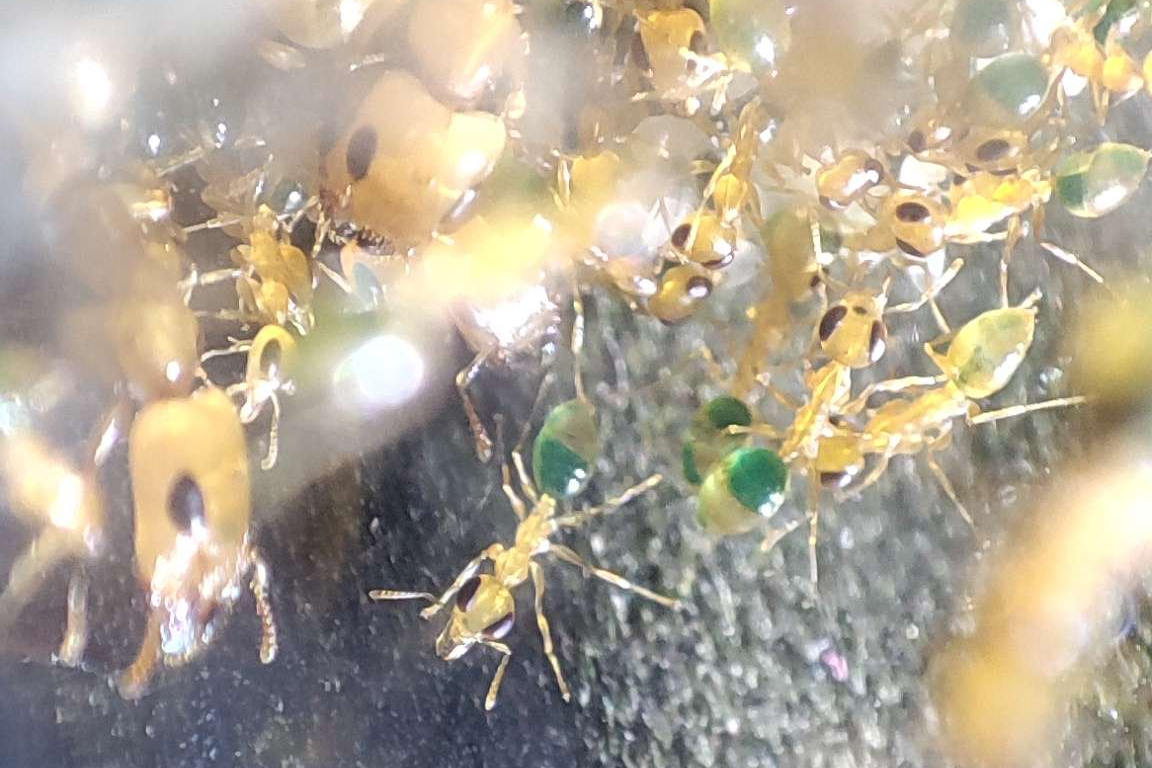 Gesomyrmex howardi