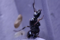 Formica gagates