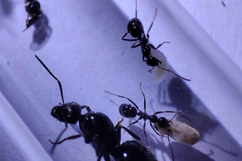 Formica gagates