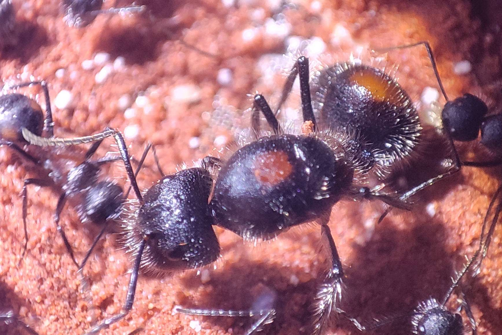 Camponotus mutilarius, also known as "Xiang Bang"