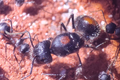Camponotus mutilarius, also known as "Xiang Bang"