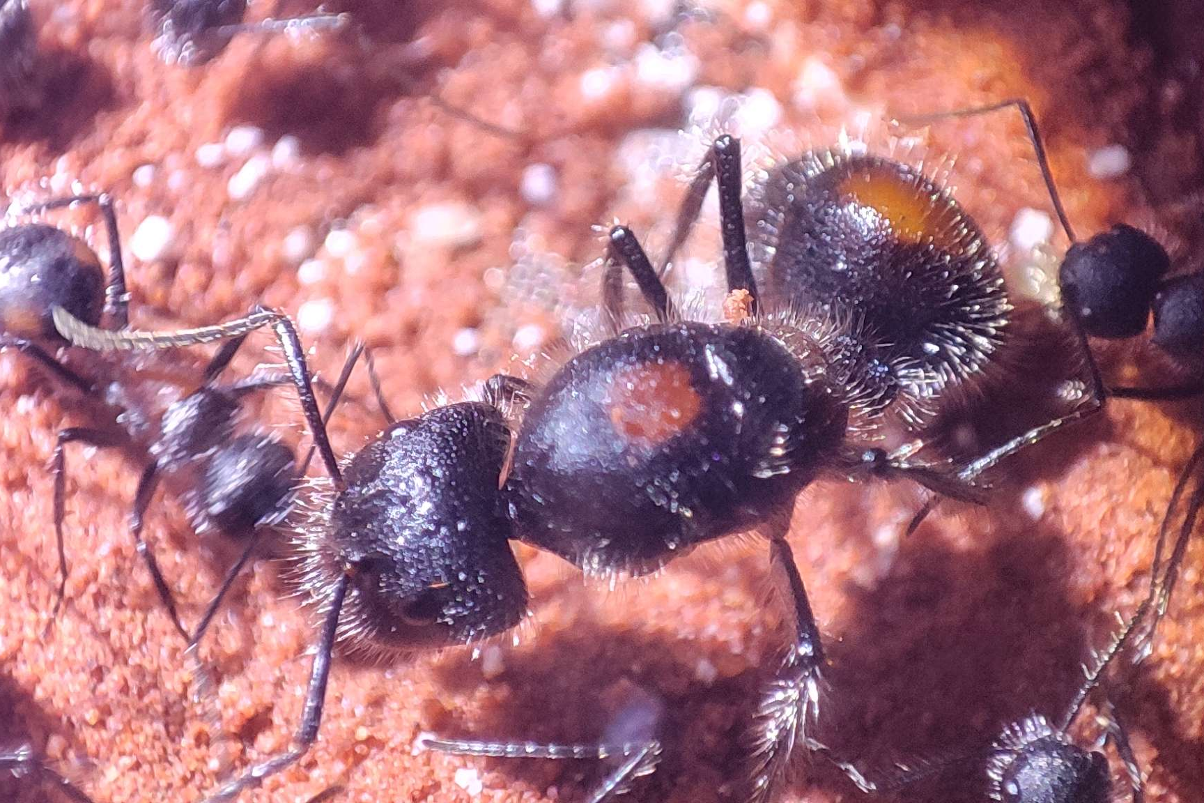 Camponotus mutilarius, also known as "Xiang Bang"