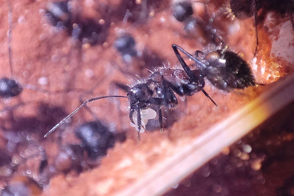 Camponotus mutilarius, also known as "Xiang Bang"