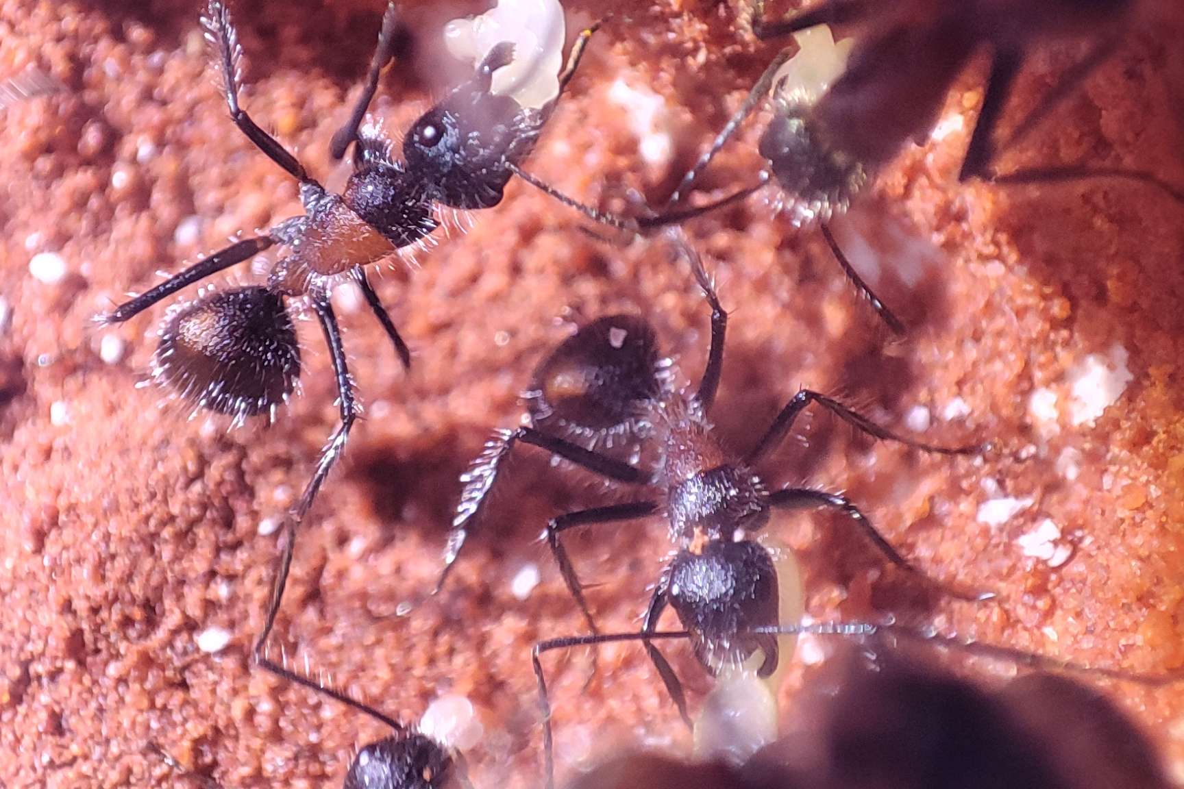 Camponotus mutilarius, also known as "Xiang Bang"