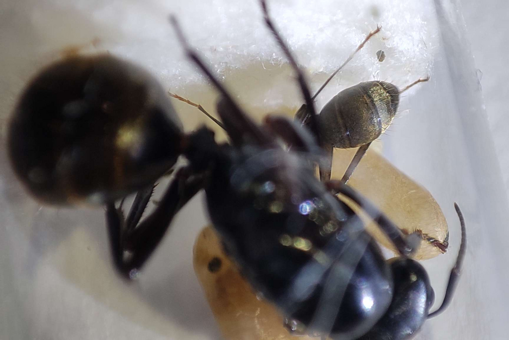 Camponotus tonkinus