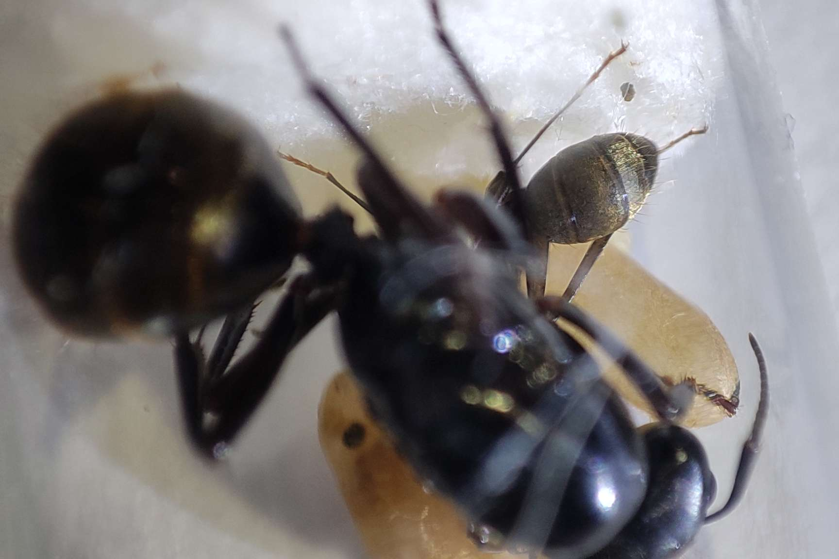 Camponotus tonkinus
