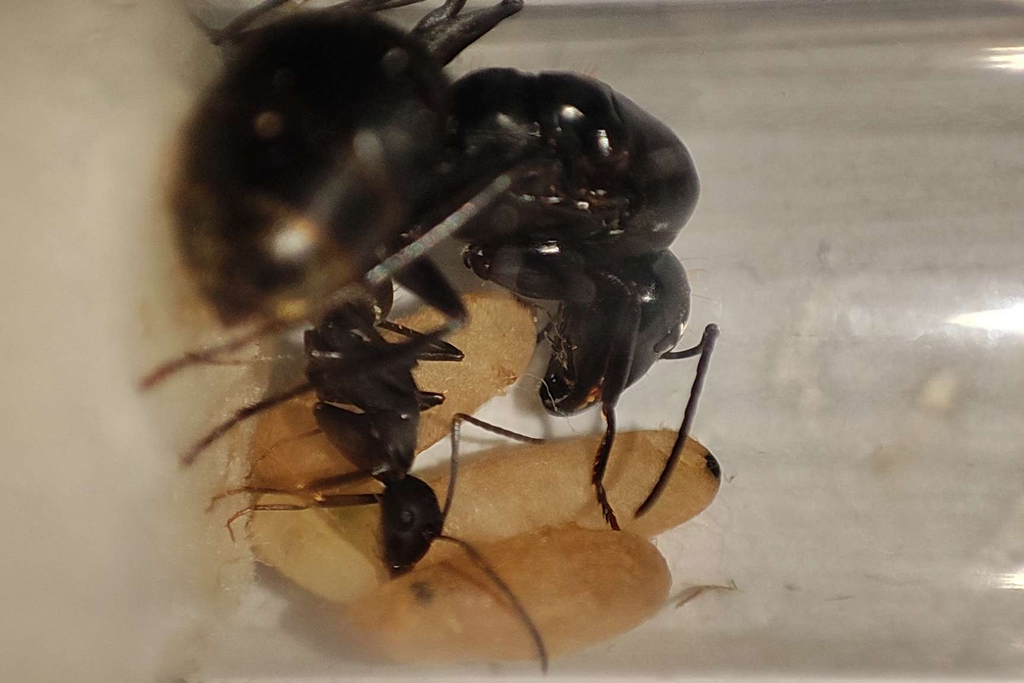 Camponotus tonkinus