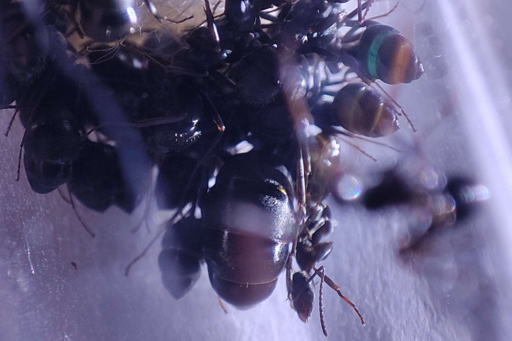 Formica gerardi