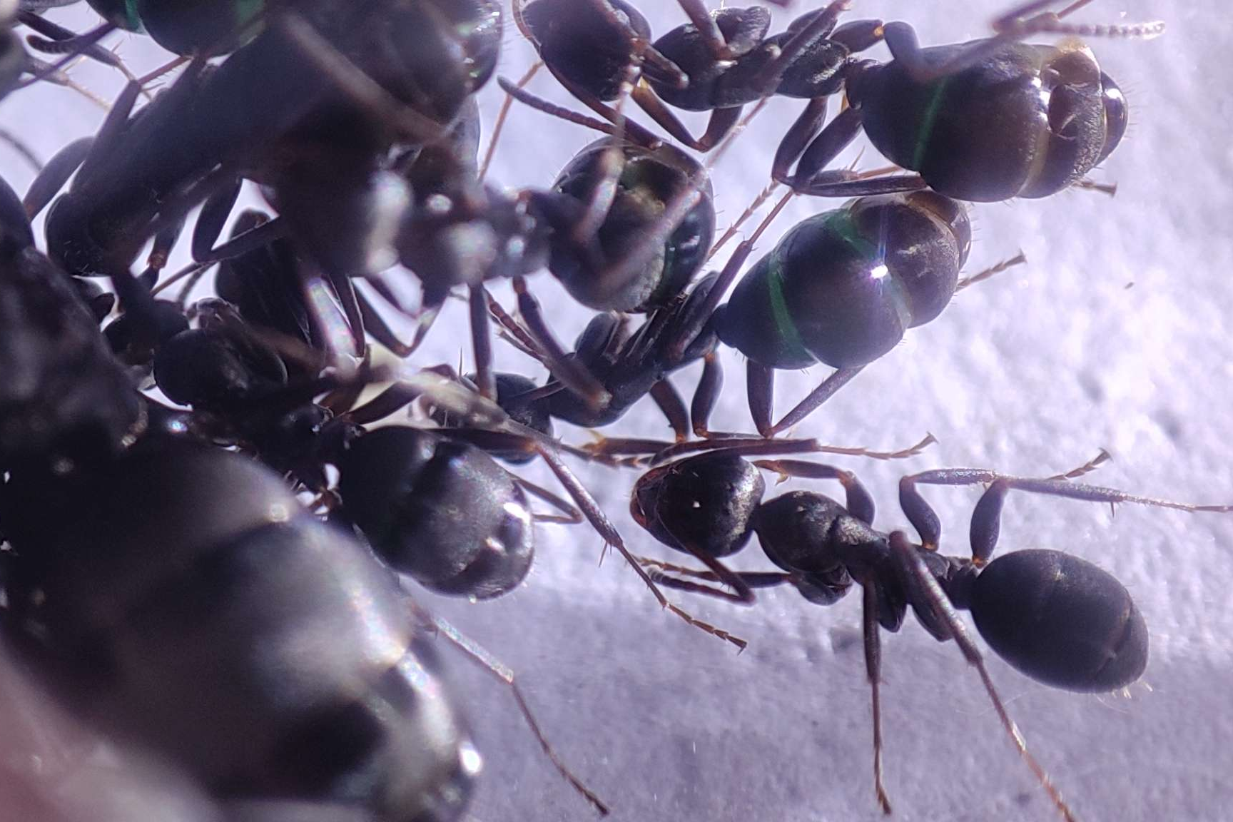 Formica gerardi