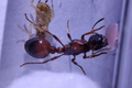 Manica rubida