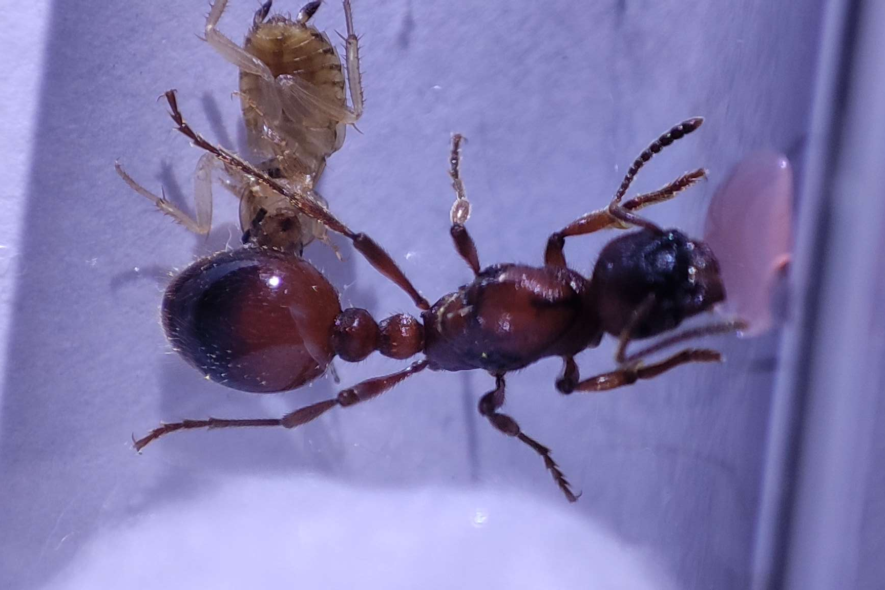 Manica rubida