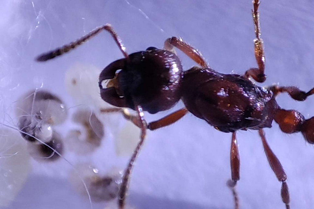 Manica rubida
