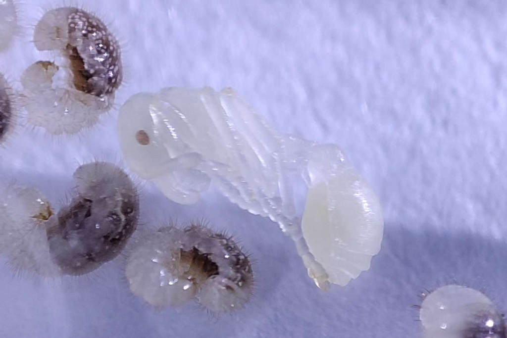 Manica rubida