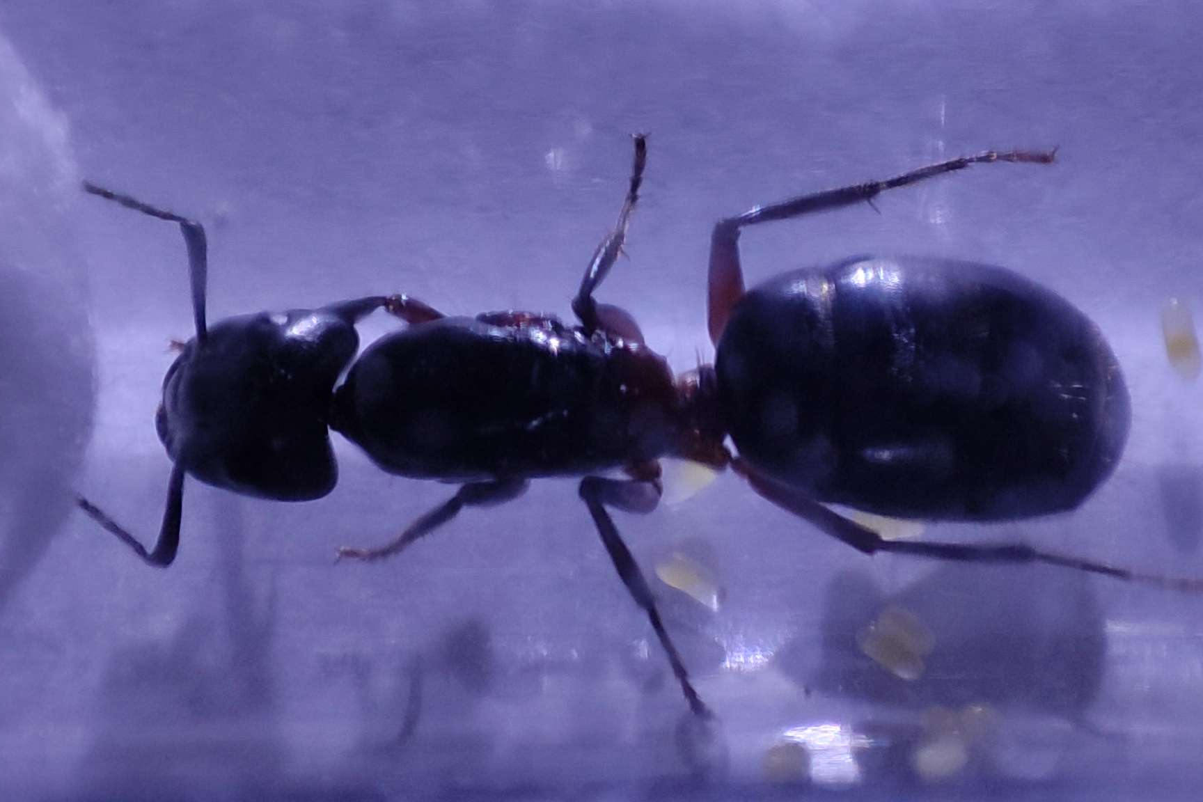 Camponotus herculeanus