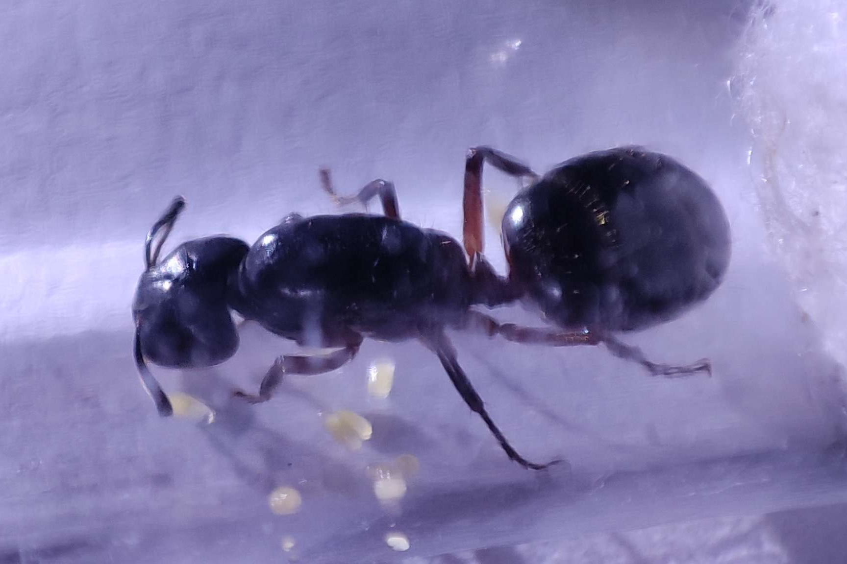 Camponotus herculeanus
