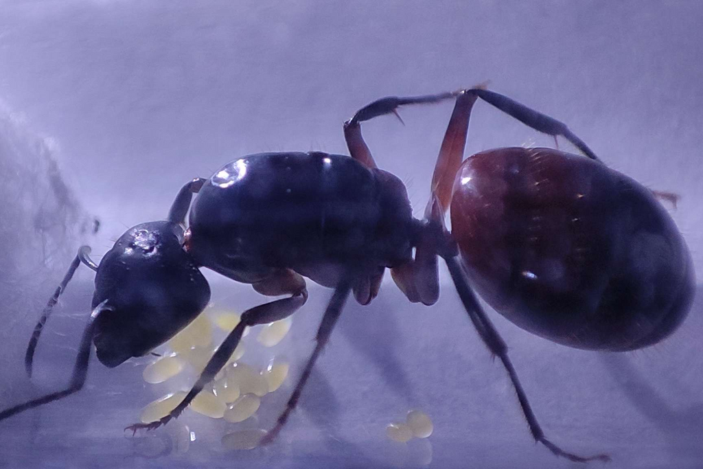 Camponotus ligniperda