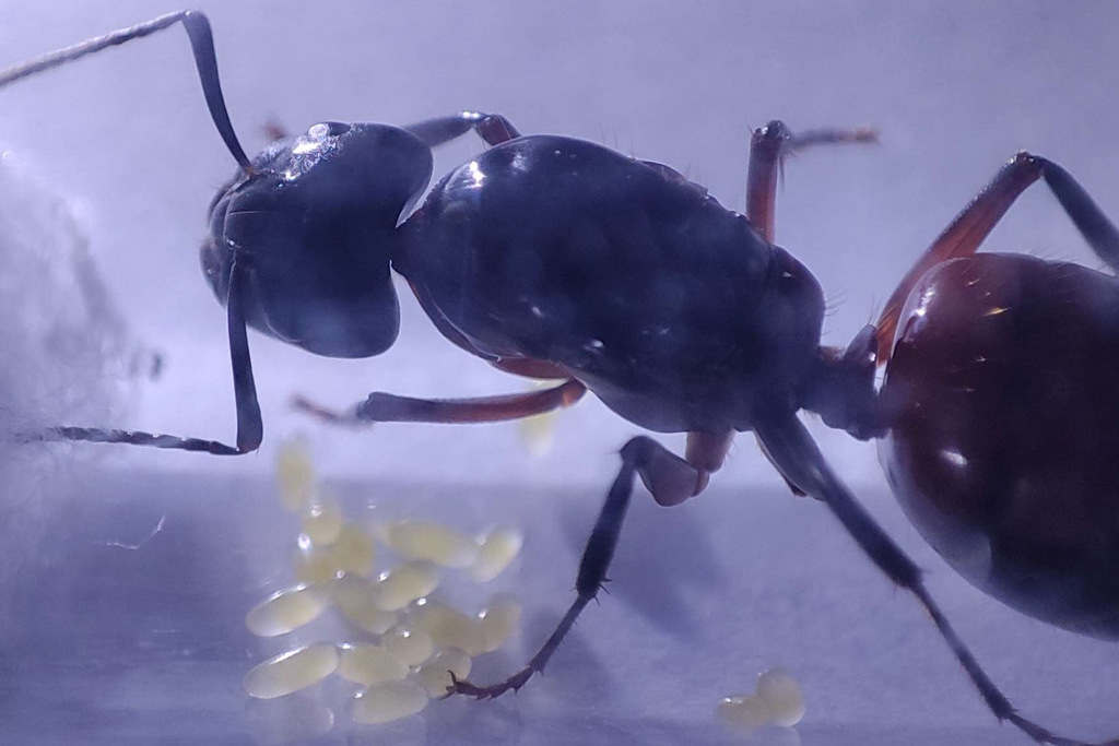Camponotus ligniperda