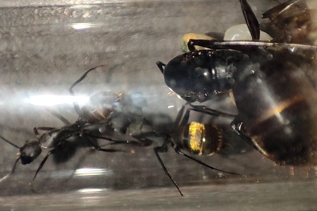 Camponotus tonkinus