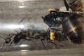Camponotus tonkinus