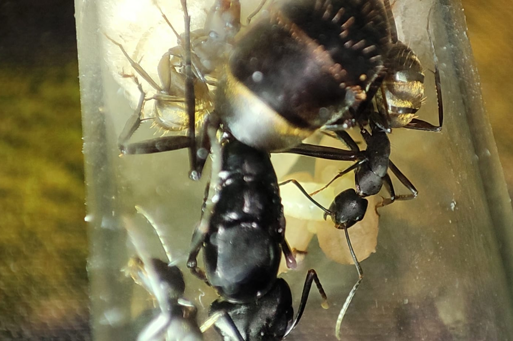 Camponotus tonkinus