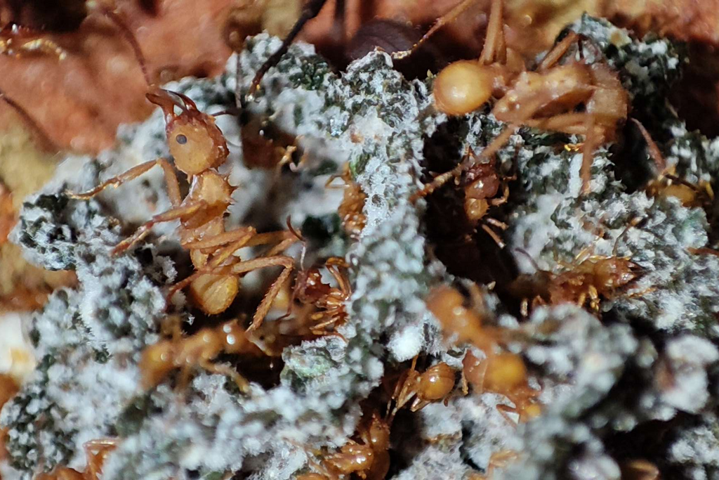 Acromyrmex octospinosus