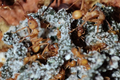 Acromyrmex octospinosus