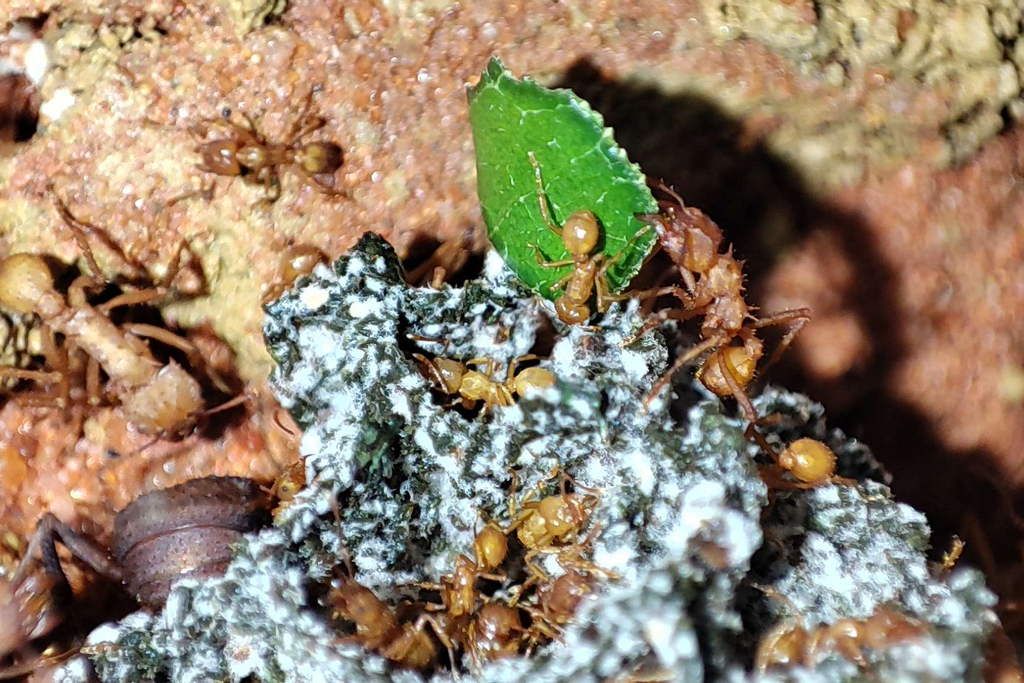 Acromyrmex octospinosus