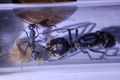 Camponotus sp. "chinensis"