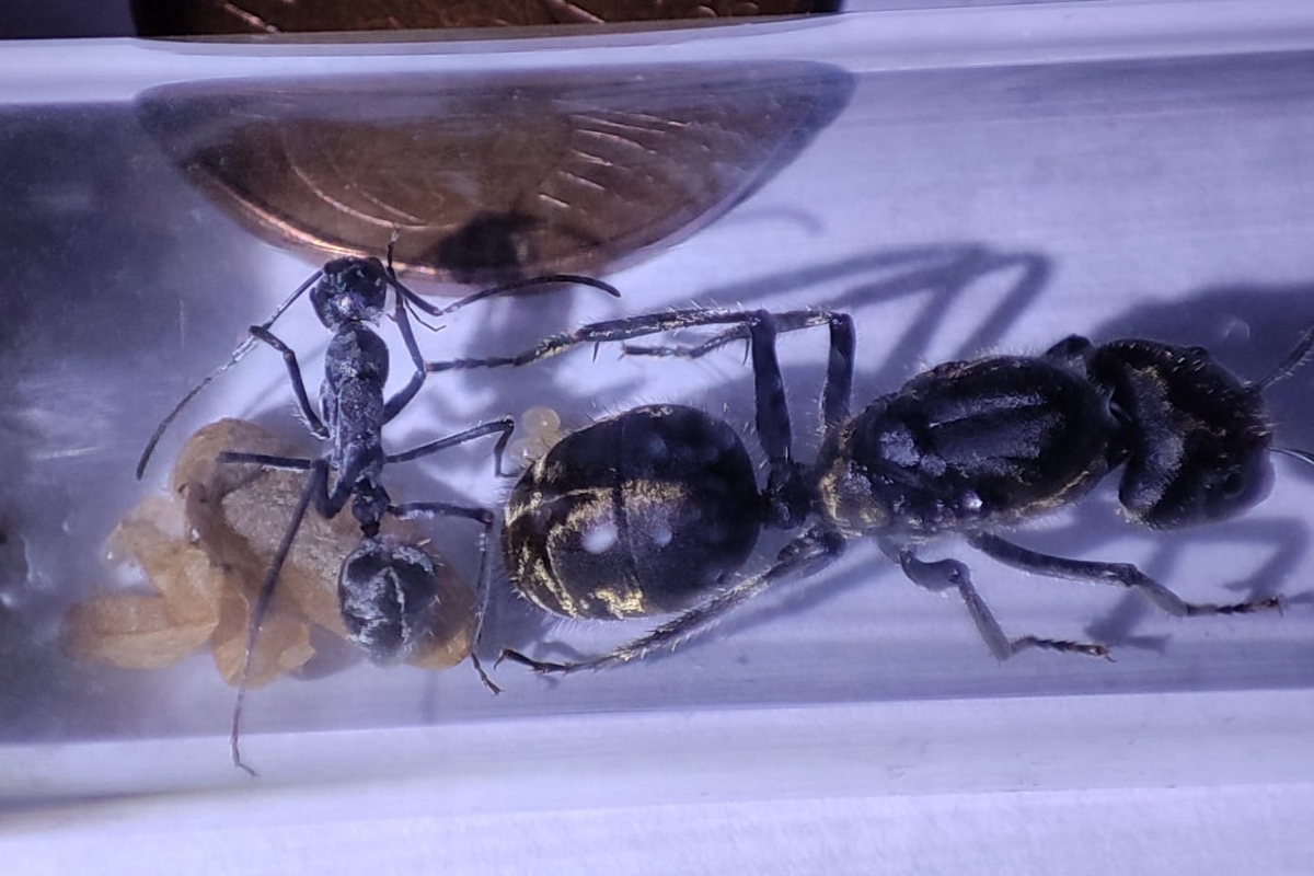 Camponotus sp. "chinensis"