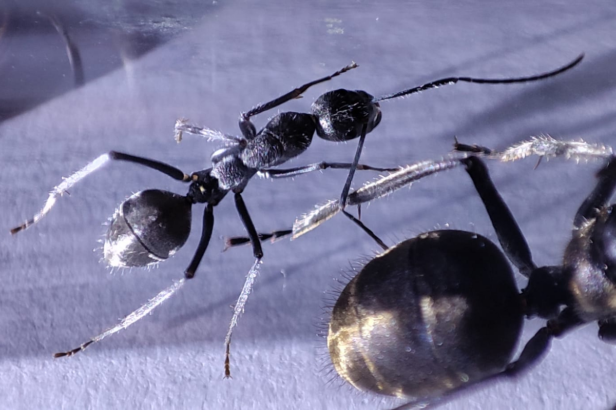 Camponotus sp. "chinensis"