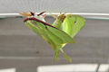 Actias luna